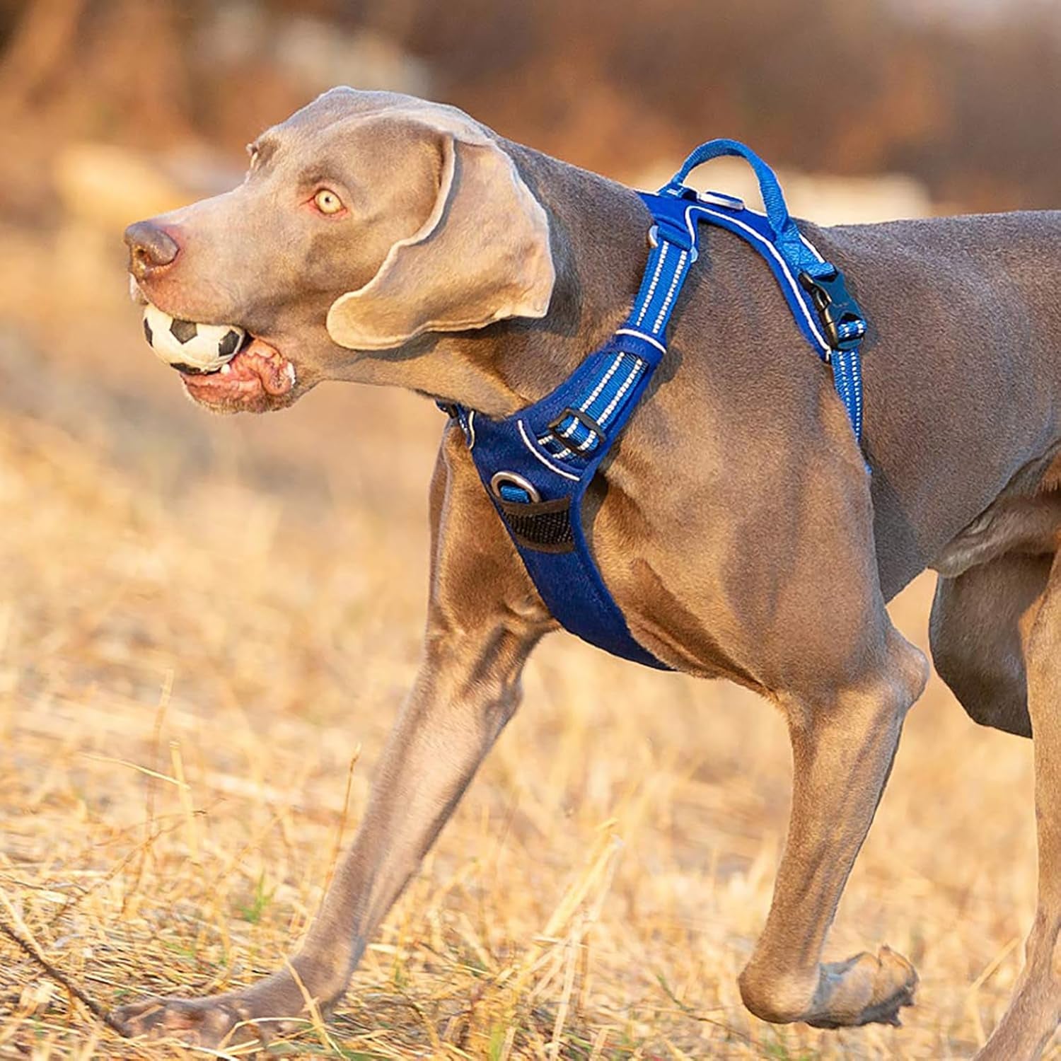 Dog Harness No Pull Nylon Reflective Pet Harness Adjustable Comfortable Control Step-In Brilliant Colors Truelove TLH56512
